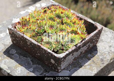 Aeonium nobile Sukkulenten in Beton Sukkulenten Pflanzer Stockfoto