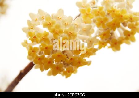 Edgeworthia chrysantha (Papierbusch) in Blüte Stockfoto