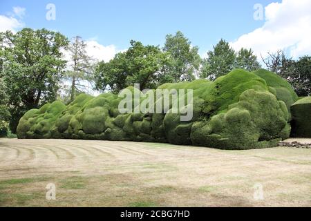 Riesige, riesige Eibenhedgerow in Doddington Place Gardens Stockfoto