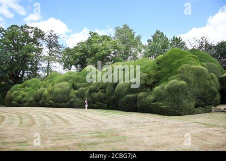 Riesige, riesige Eibenhedgerow in Doddington Place Gardens Stockfoto