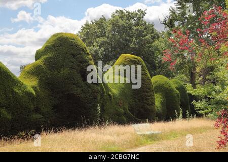 Riesige, riesige Eibenhedgerow in Doddington Place Gardens Stockfoto