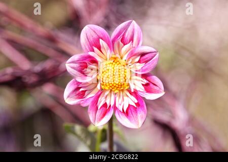 Rosa, weiße und gelbe Collarette Dahlia ‘Fashion Monger’ Stockfoto