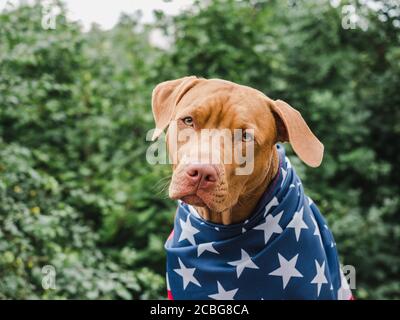 Liebenswerte, hübsche Welpen von Schokolade Farbe. Nahaufnahme Stockfoto