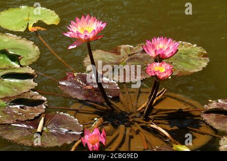 Star Lotus Blüte / Nymphaea nouchali Stockfoto