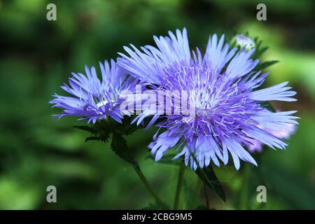 Kornblumen Stockfoto
