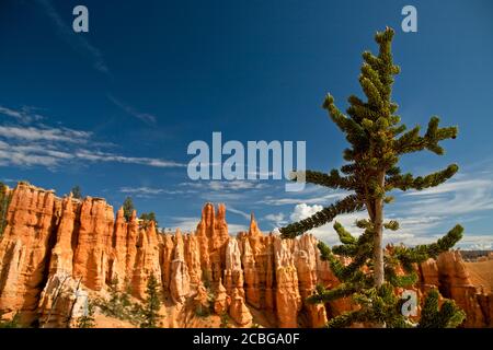 18. Juni 2019 Bryce Canyon National Park Stockfoto