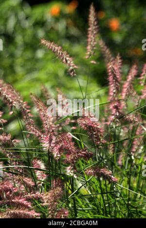 Pennisetum Gräser (Feuerwerk) Stockfoto