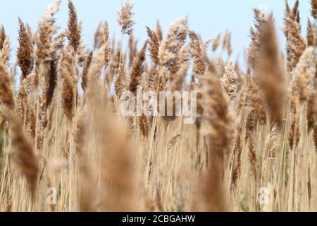 Federleichtes Schilfplumengras Stockfoto