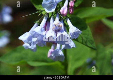 Aus der Nähe von Mertensia virginica (Virginia bluebells) in Blüte Stockfoto