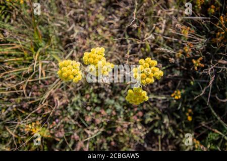 Helichrysum arenarium, Zwerg Everlast, Immortelle, gelben Blüten Nahaufnahme Stockfoto