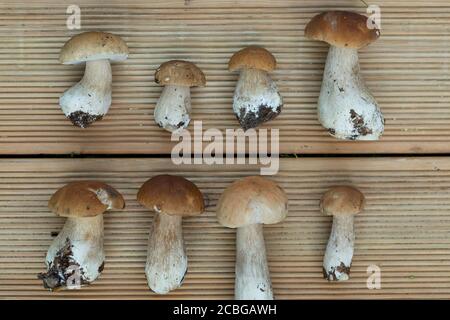 Linien von cep-Pilzen. Herbsternte. Flach liegend. Stockfoto