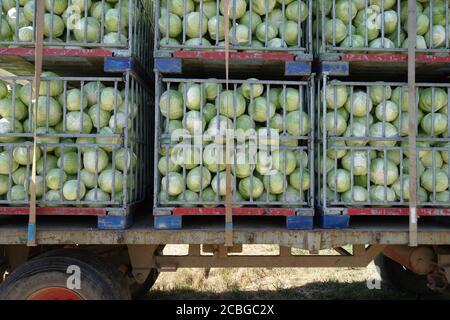 Geerntetes Kohl wartet darauf, wegtransportiert zu werden. Stockfoto