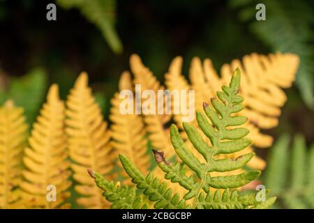 Bracken Farn grün & orange Stockfoto