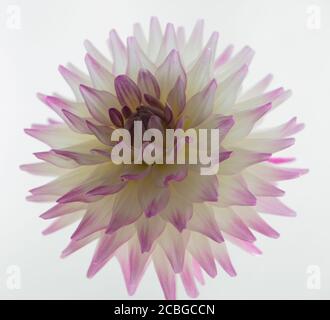 Eine Nahaufnahme einer einzelnen Blumen einer unbekannten Vielfalt von Garten Dahlia, mit dekorativen und Ball Eigenschaften vor einem weißen Hintergrund gesehen. Stockfoto