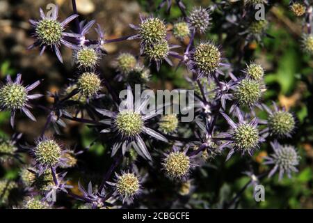 Eryngium Planum (Blauer Hobbit/Alpinum Sea Holly) in Blüte Stockfoto