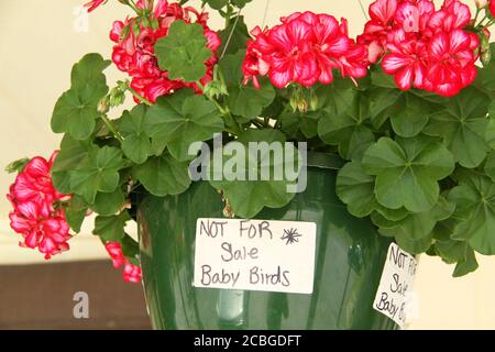 'Nicht zum Verkauf- Baby Vögel' Zeichen auf einem hängenden Topf Mit Geranien vor einem Laden Stockfoto