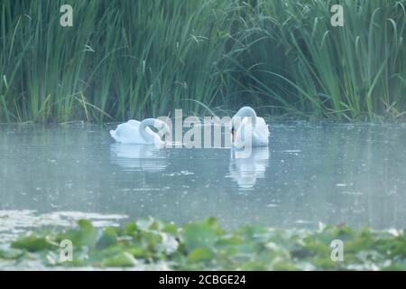 Ein paar stumme Schwäne auf dem nebligen Wasser des Dünensees, umgeben von Schilf und Seerosen. Ein intimes Symbol für lebenslange Liebe und Partnerschaft. Vog Stockfoto