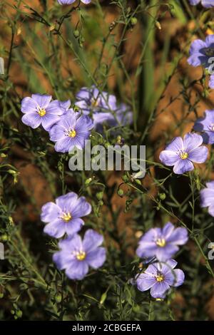 Violett Holz - sauerampfer Blumen Stockfoto