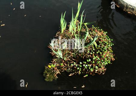 Schwimmende Wasserpflanzen auf Teich im Frühling Stockfoto