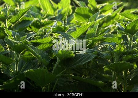 Nahaufnahme von Brennnesselblättern Stockfoto