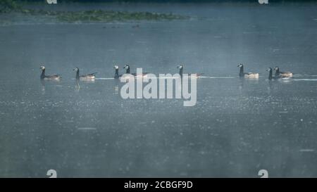 Gruppe von schwarz-weiß gefärbten Weißwangengänsen, die im Morgenlicht auf dem See schwimmen. Seitenansicht. Vogelenzang, Bloemendaal, Niederlande. North Ho Stockfoto