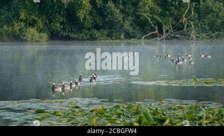 Große Gruppe von Barnacle Gänsen auf der Düne Lake im Morgenlicht. Wasserlandschaft. Vogelenzang, Bloemendaal, Niederlande. North Holland Dunes Reserve. Stockfoto