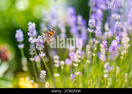 Lavendelsträucher mit Schmetterling Nahaufnahme bei Sonnenuntergang. Sonnenuntergang Stimmung über lila Blüten von Lavendel. Inspirierende Sommer Blumen Hintergrund. Stockfoto