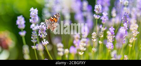 Lavendelsträucher mit Schmetterling Nahaufnahme bei Sonnenuntergang. Sonnenuntergang Stimmung über lila Blüten von Lavendel. Inspirierende Sommer Blumen Hintergrund. Stockfoto