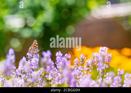 Lavendelsträucher mit Schmetterling Nahaufnahme bei Sonnenuntergang. Sonnenuntergang Stimmung über lila Blüten von Lavendel. Inspirierende Sommer Blumen Hintergrund. Stockfoto