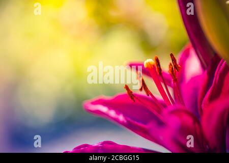 Blume mit hellem Sonnenlicht über verschwommen grünen Wiese Garten Hintergrund. Nahaufnahme der roten Lilie Blume mit bunten Bokeh Natur Stockfoto
