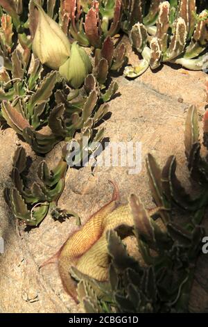 Nahaufnahme einer Stapelia gigantea (Carrionblume) Pflanze Stockfoto