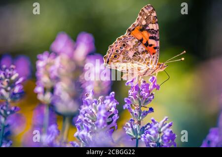 Lavendelsträucher mit Schmetterling Nahaufnahme bei Sonnenuntergang. Sonnenuntergang Stimmung über lila Blüten von Lavendel. Inspirierende Sommer Blumen Hintergrund. Stockfoto