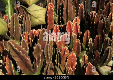 Nahaufnahme einer Stapelia gigantea (Carrionblume) Pflanze Stockfoto