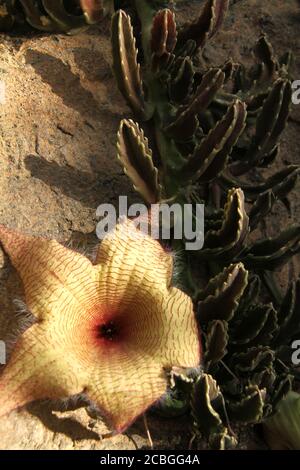 Nahaufnahme einer Stapelia gigantea (Carrionblume) in Blüte Stockfoto