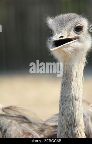 Rhea im Overloon Zoo in den Niederlanden Stockfoto