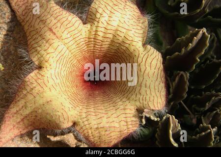 Nahaufnahme einer Stapelia gigantea (Carrionblume) in Blüte Stockfoto