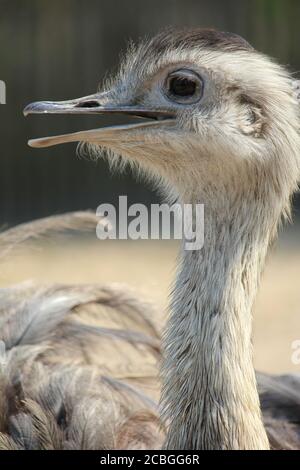 Rhea im Overloon Zoo in den Niederlanden Stockfoto