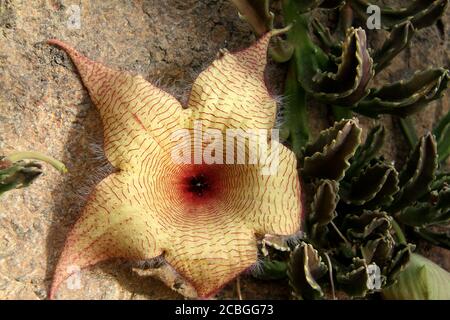 Nahaufnahme einer Stapelia gigantea (Carrionblume) in Blüte Stockfoto