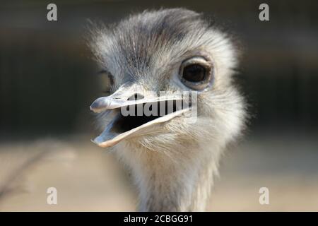 Rhea im Overloon Zoo in den Niederlanden Stockfoto