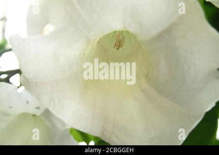 Nahaufnahme der trompetenförmigen Blume einer Brugmansia-Pflanze Stockfoto