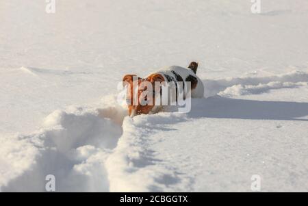 Kleine Jack Russell Terrier watend durch tiefen Schnee, Eis auf der Nase Stockfoto