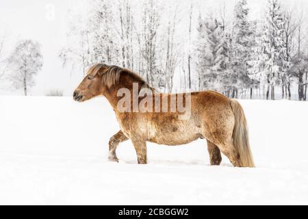 Hellbraunes Pferd waten durch schneebedecktes Feld, Winterbäume im Hintergrund Stockfoto