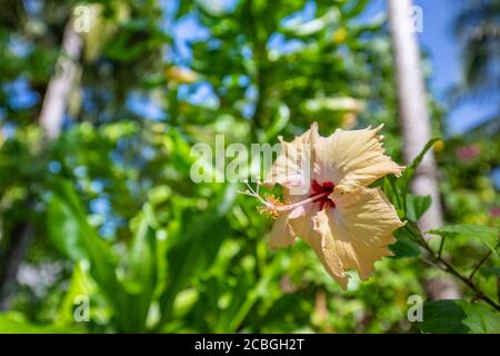 Rote Hibiskusblüte auf grünem Hintergrund. Im tropischen Garten. Hibiskusblüte in exotischem Naturmuster. Entspannende Natur floralen, tropischen Dschungel Stockfoto