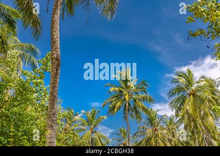 Tropischer Hintergrund. Exotische Natur Landschaft grüne Blätter von Palmen mit blauen Himmel tropischen Dschungel Muster. Exotische idyllische tropische Naturlandschaft Stockfoto