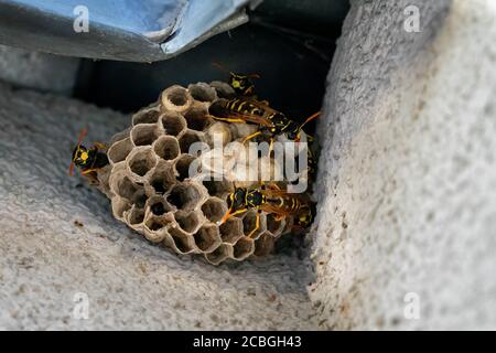 Europäische Papierwespe. Nest mit beginnenden Kolonie. Polistes dominula Stockfoto