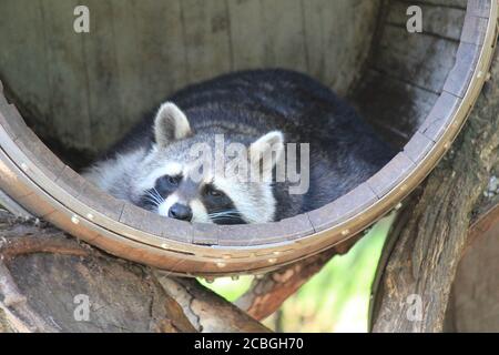 Waschbär in Dierenrijk Mierlo in den Niederlanden Stockfoto