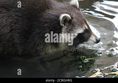 Waschbär in Dierenrijk Mierlo in den Niederlanden Stockfoto