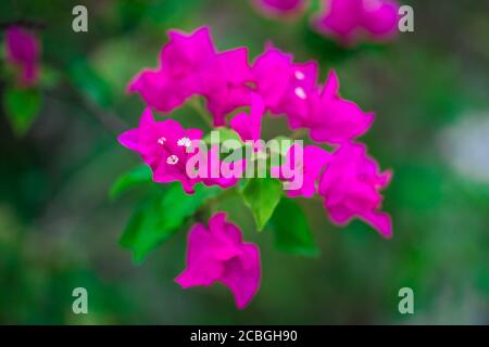 Blühender Bougainvillea-Strauß auf Baum. Magentafarbene Blüten. Bougainvillea Blumen als Hintergrund. Blumenhintergrund. Stockfoto