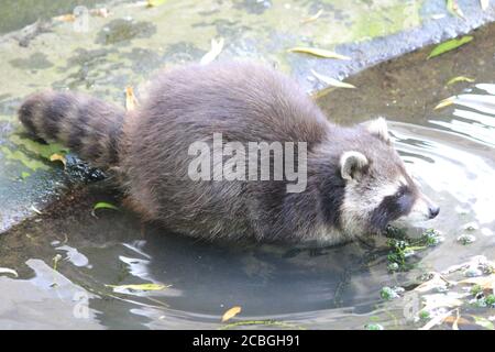 Waschbär in Dierenrijk Mierlo in den Niederlanden Stockfoto