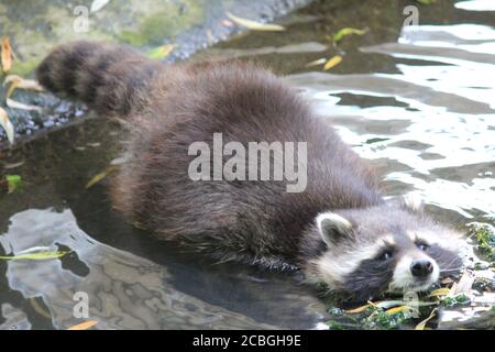 Waschbär in Dierenrijk Mierlo in den Niederlanden Stockfoto